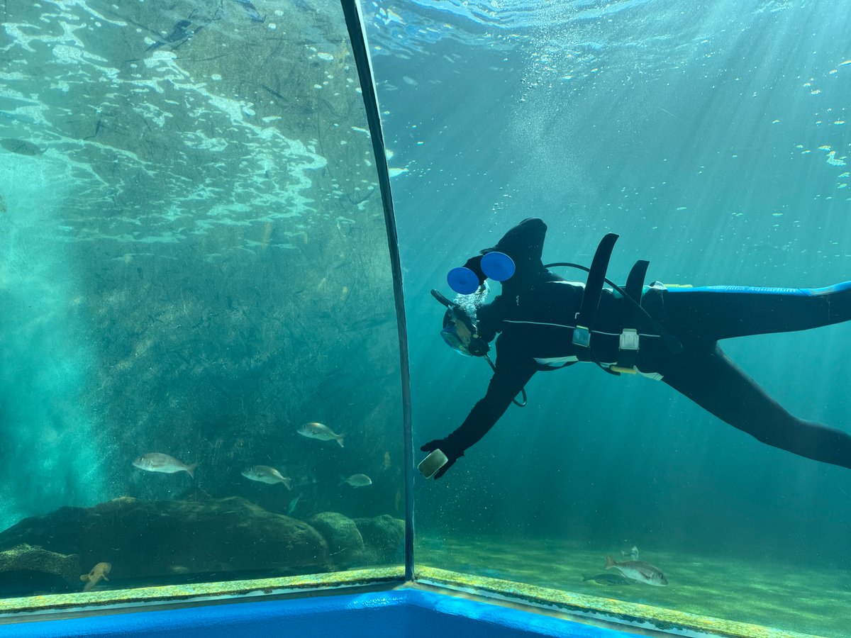 ガラス面掃除のbefore🙂after🙃 掃除後は水槽が見やすくなりますね