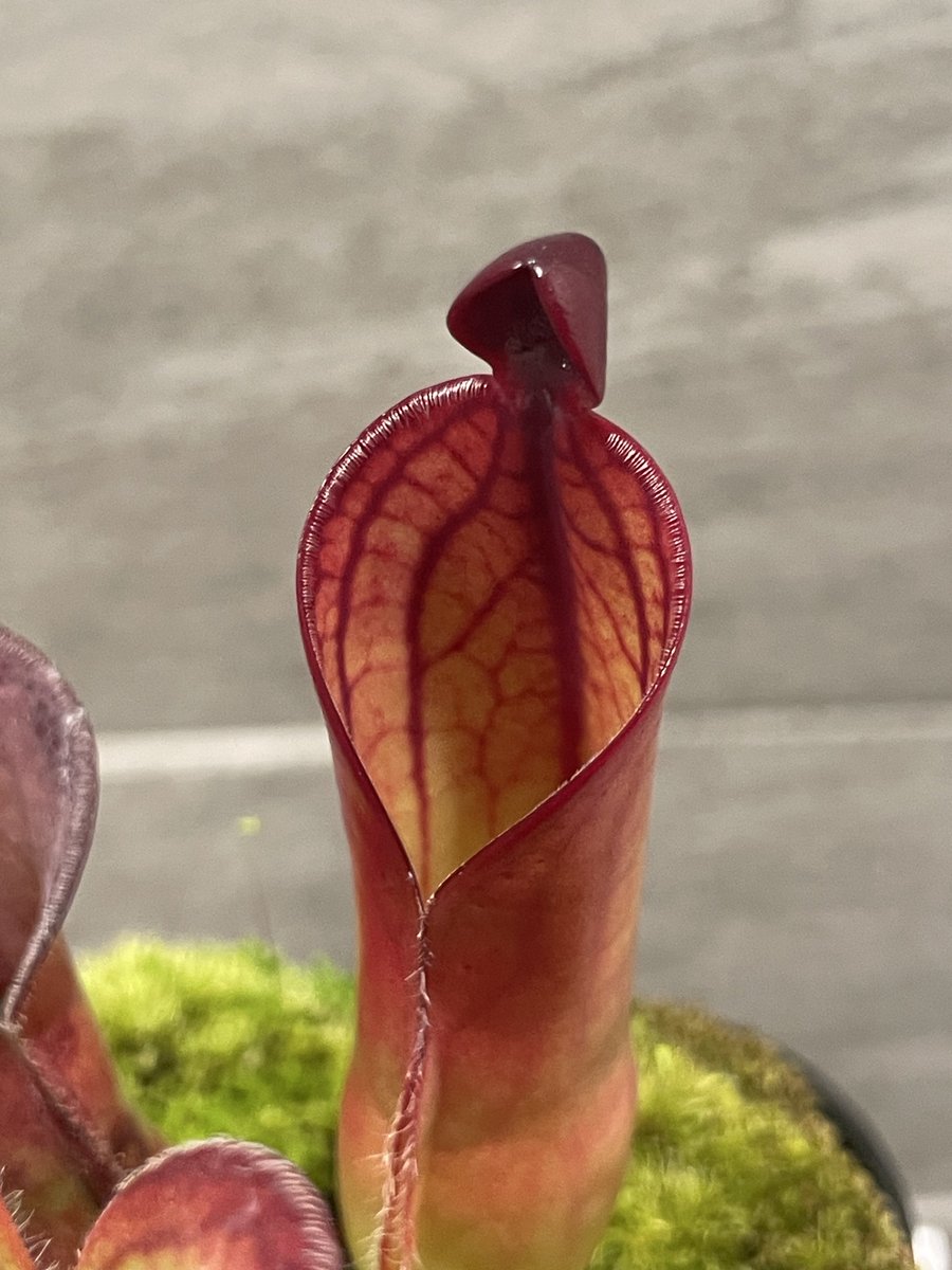 珊瑚要塞キユリ プロモ 珊瑚妖精キユリ (プロモ) P70/Y19 C｜デュエマ