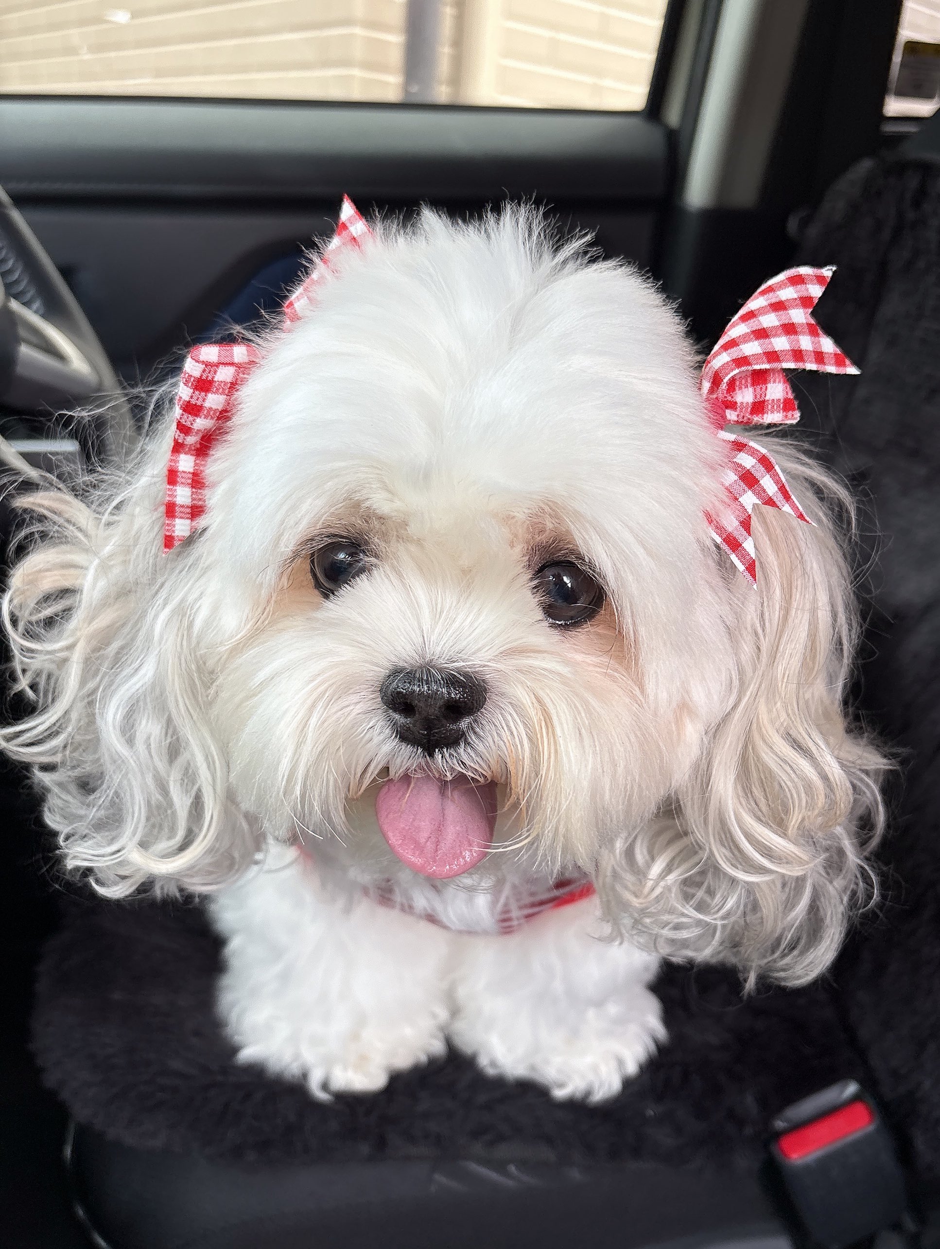 🎀音🎀マルシーズー (@otomelody_0106) / X