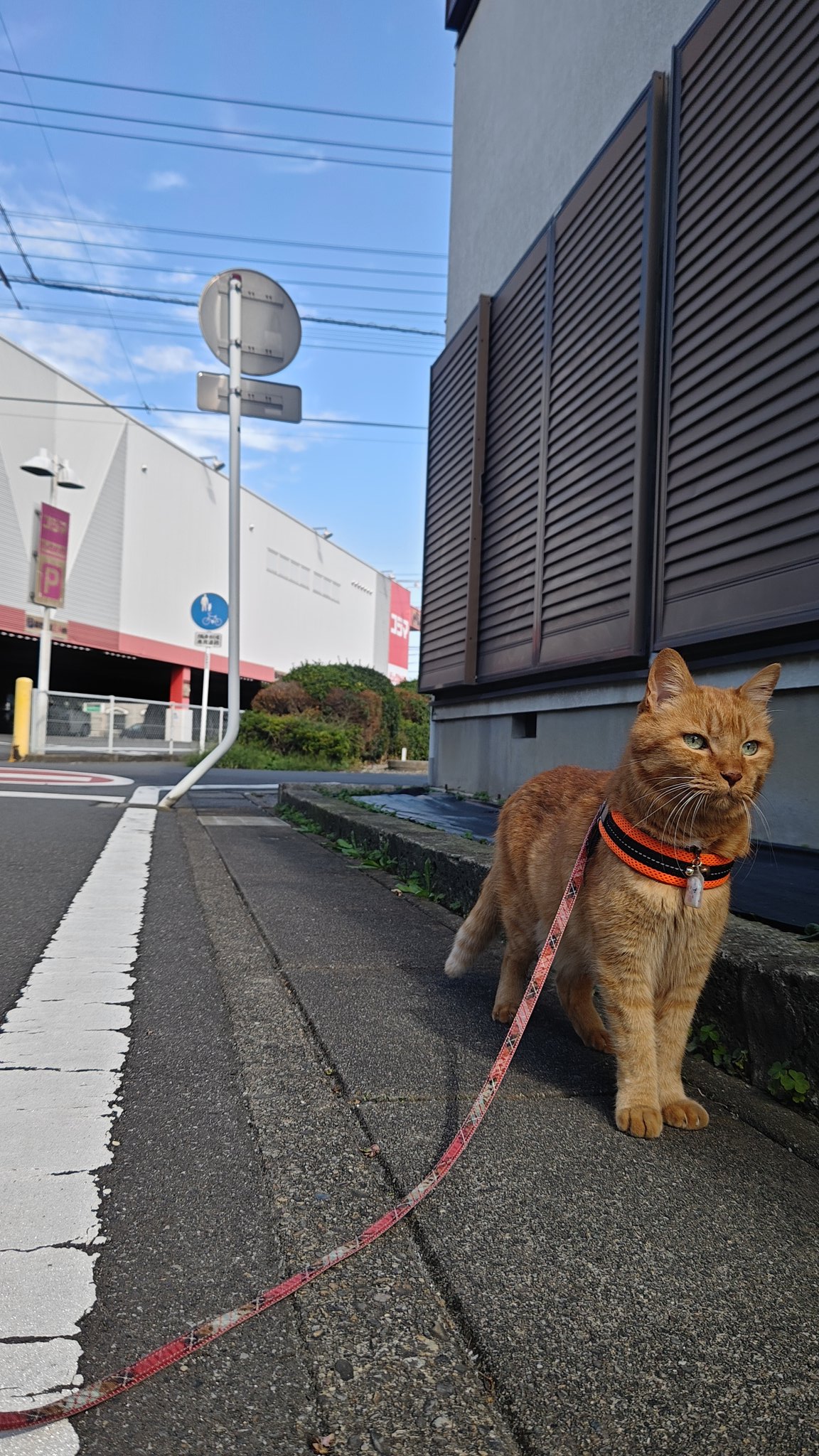 猫Hoshitam☆SS 様 4834253902.jpg