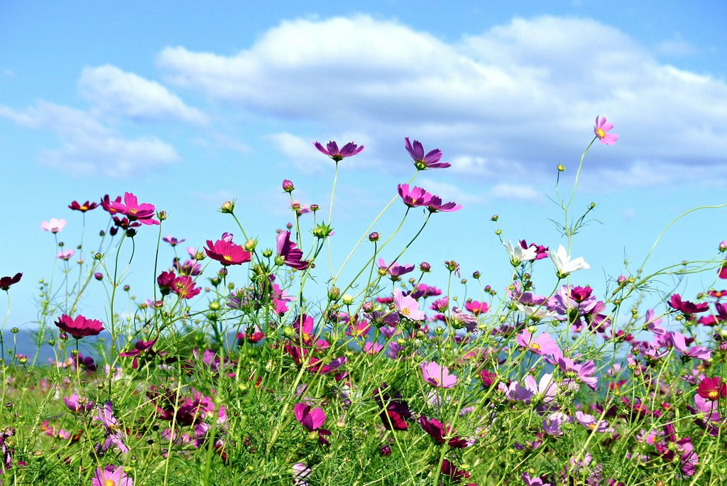 コスモス beni-hoppe on X: 