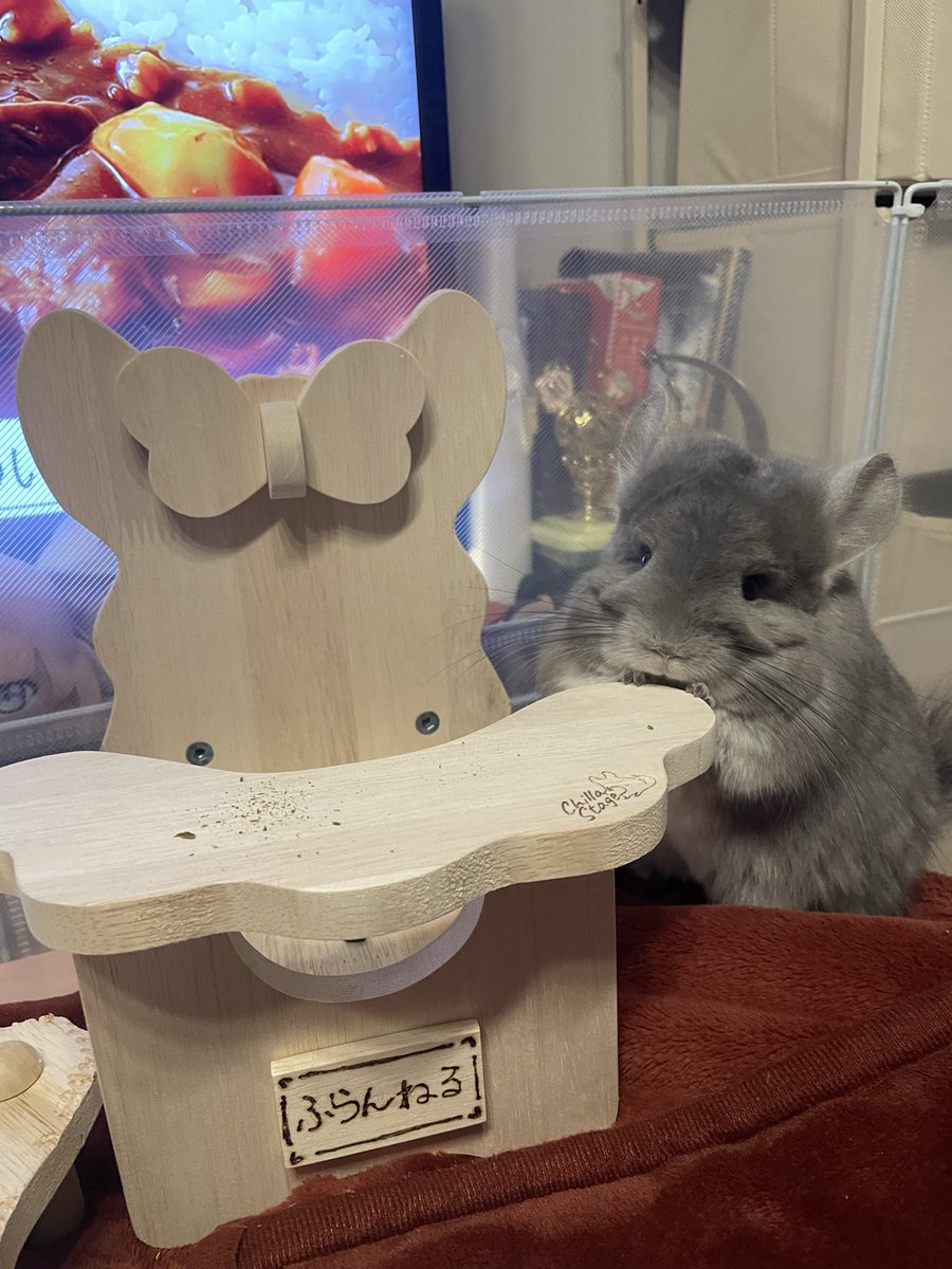 チンチラ プロフ必読‼️です❣️ わがままボディ #チンチラ #チンチラのしらこ #チンチラ好き