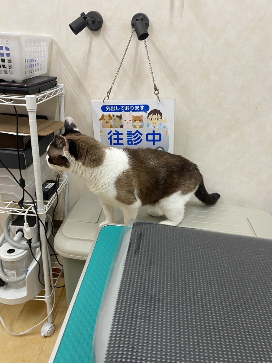 こちらの元気じいさんかぼすですが、土日祝のみ先生の家から病院に来ています。

里親希望のお客さんが来たら会ってもらえるようにね

ケージにいますが、うるさいのでケイスケと分けて出してあげます。

数日前から具合が悪い桃子も1階ケージにいるんですが、今日はその桃子に喧嘩ふっかけた！