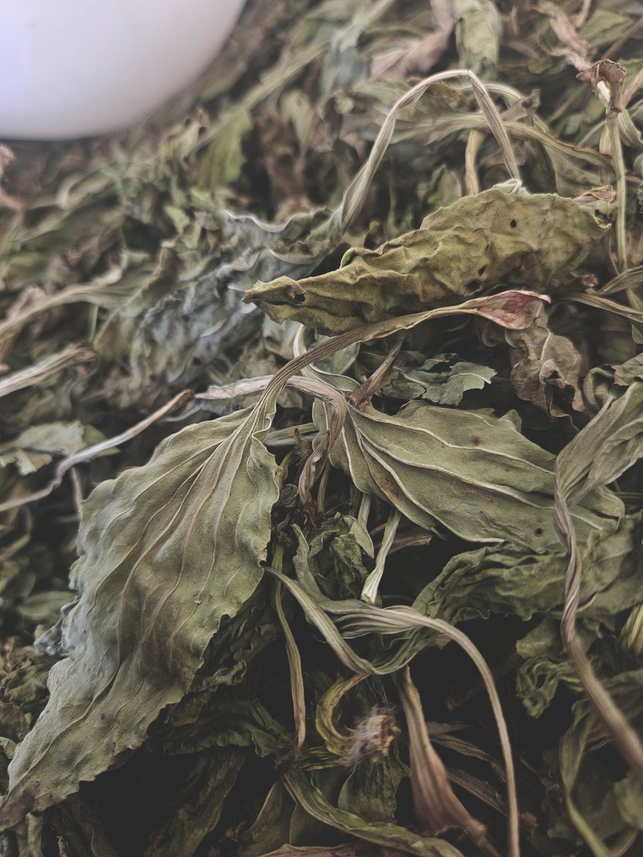 🍃 Ne moraš biti rijedak da bi bio vrijedan.
Trputac raste uz put — i zato pomaže svima.
You don’t have to be rare to be valuable.
Plantain grows by the road — that’s why it helps everyone.
#PampaTea #Trputac #PlantagoMajor #NaturalHealing