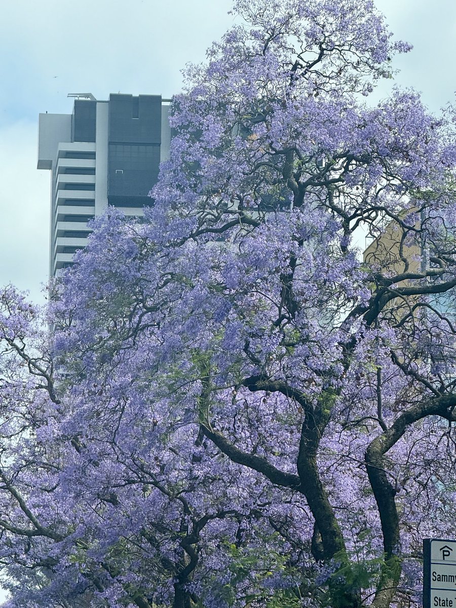 Steyn20081's tweet photo. Beautiful Pretoria https://t.co/NcKFLQSwVx