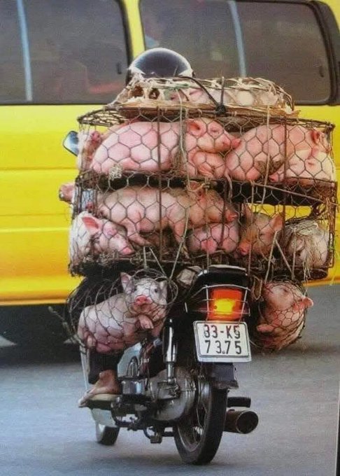 Animals don't deserve to in cages only humans are supposed to be in prisons for the crimes committed on innocent animals