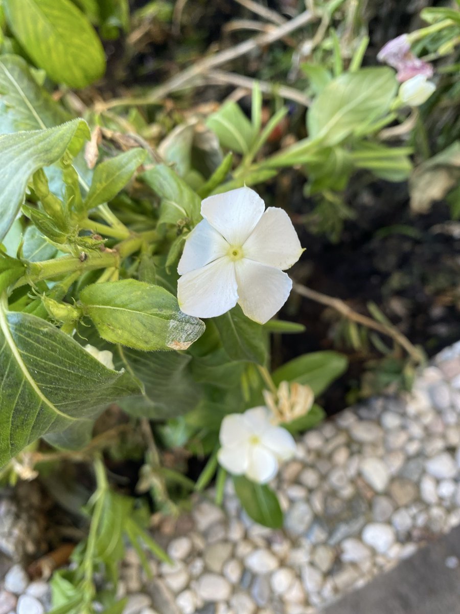 Sonia Zuccaro tweet media