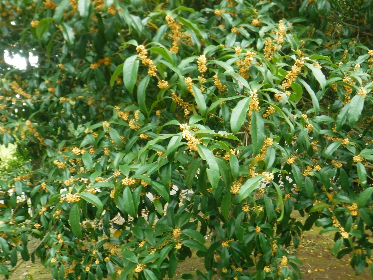 MOKI★ハクセンコウ特大 MOKI様専用☆ハクセンコウ特大