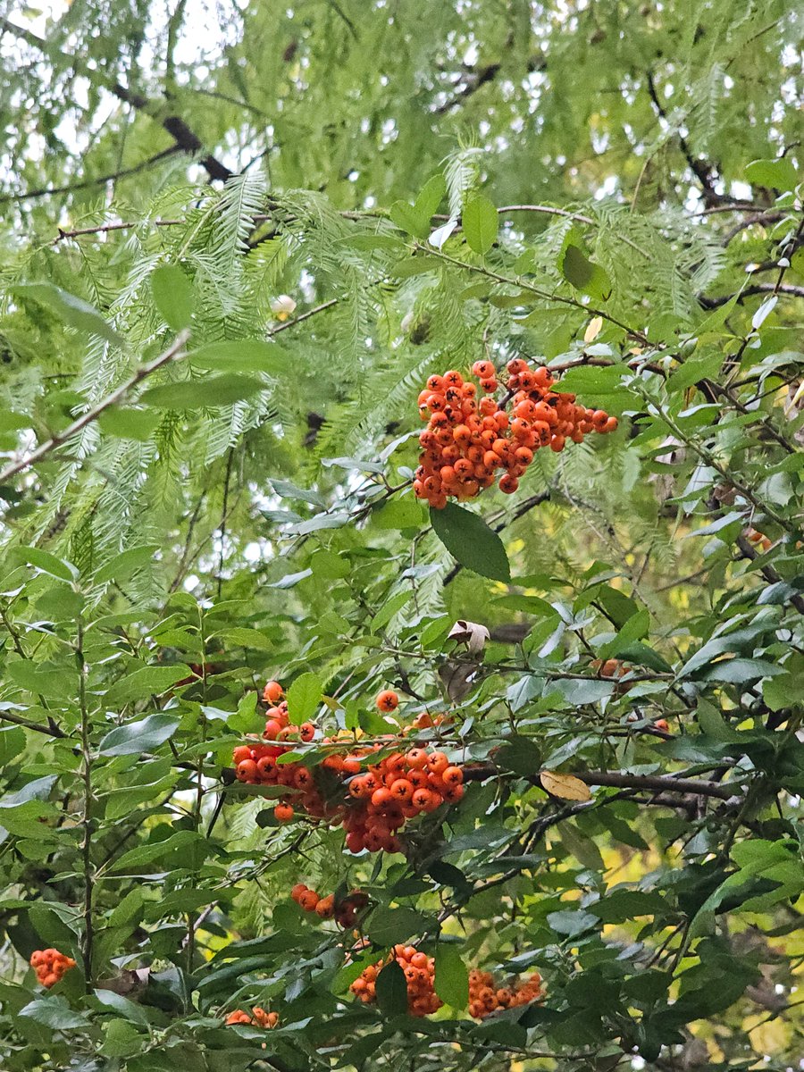 AllisonAronya's tweet photo. Octombrie, luna din toamnă în care vedem culori superbe in natura care își mai păstrează pe alocuri culorile verii dar ușor, ușor capătă o nuanță galben-arămie...🧡💚🌿🍁
#toamna ,🧡💚🌿🍁
#octombrie 🧡💚🌿🍁 https://t.co/PwXQ6ZsF2m