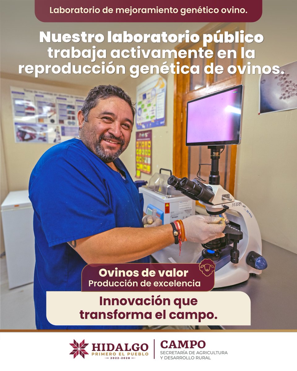 CronicaHidalgo's tweet image. En Hidalgo, la innovación también nace en el campo.
El laboratorio público trabaja activamente en la reproducción genética para impulsar rebaños más fuertes y productivos
#OvinosDeValor
#PrimeroElCampo