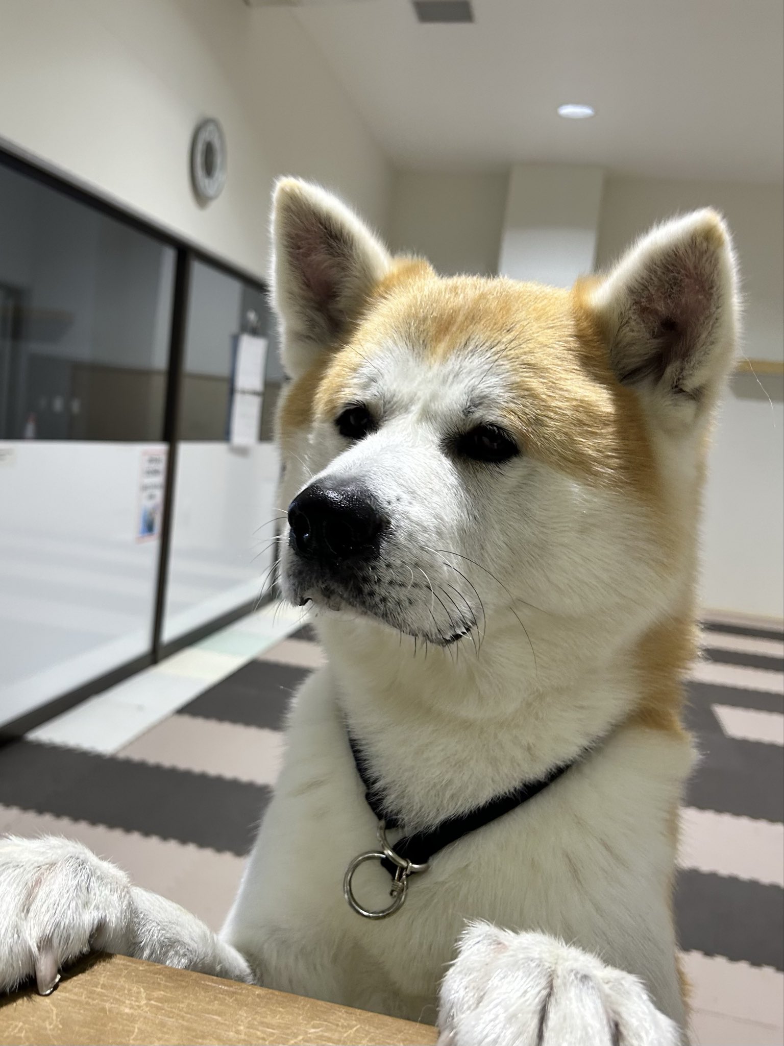 大特価　民芸品　大館ハチ公の里 大特価 民芸品 大館ハチ公の里 🐾 HACHI100パートナーの大館 市観光