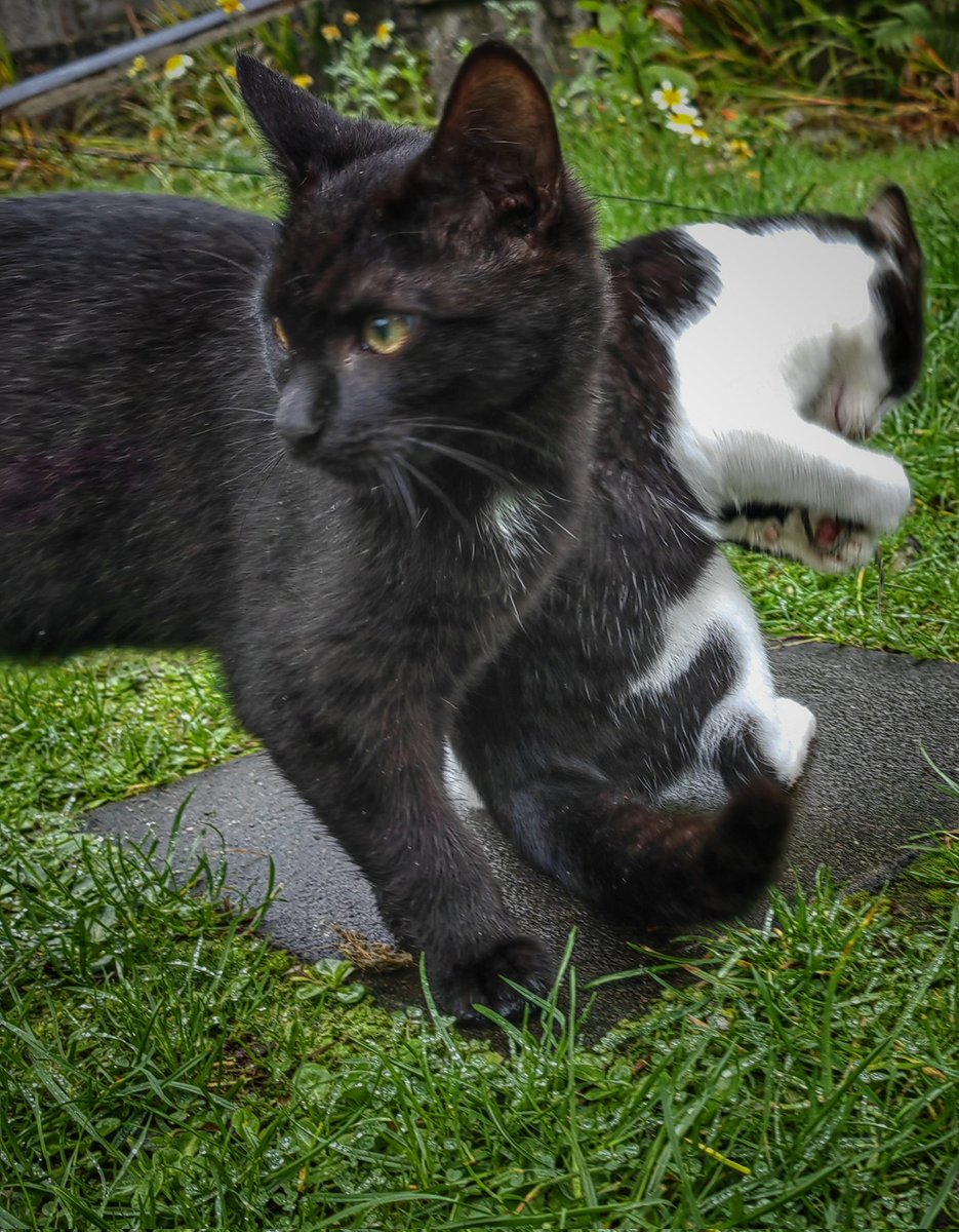 #Caturday Good Morning, #cats and significant others 🤞 🌄 🐾 🍗 ☕ 🌄 ❤️ Have a good weekend 🖖✨🐻🐭