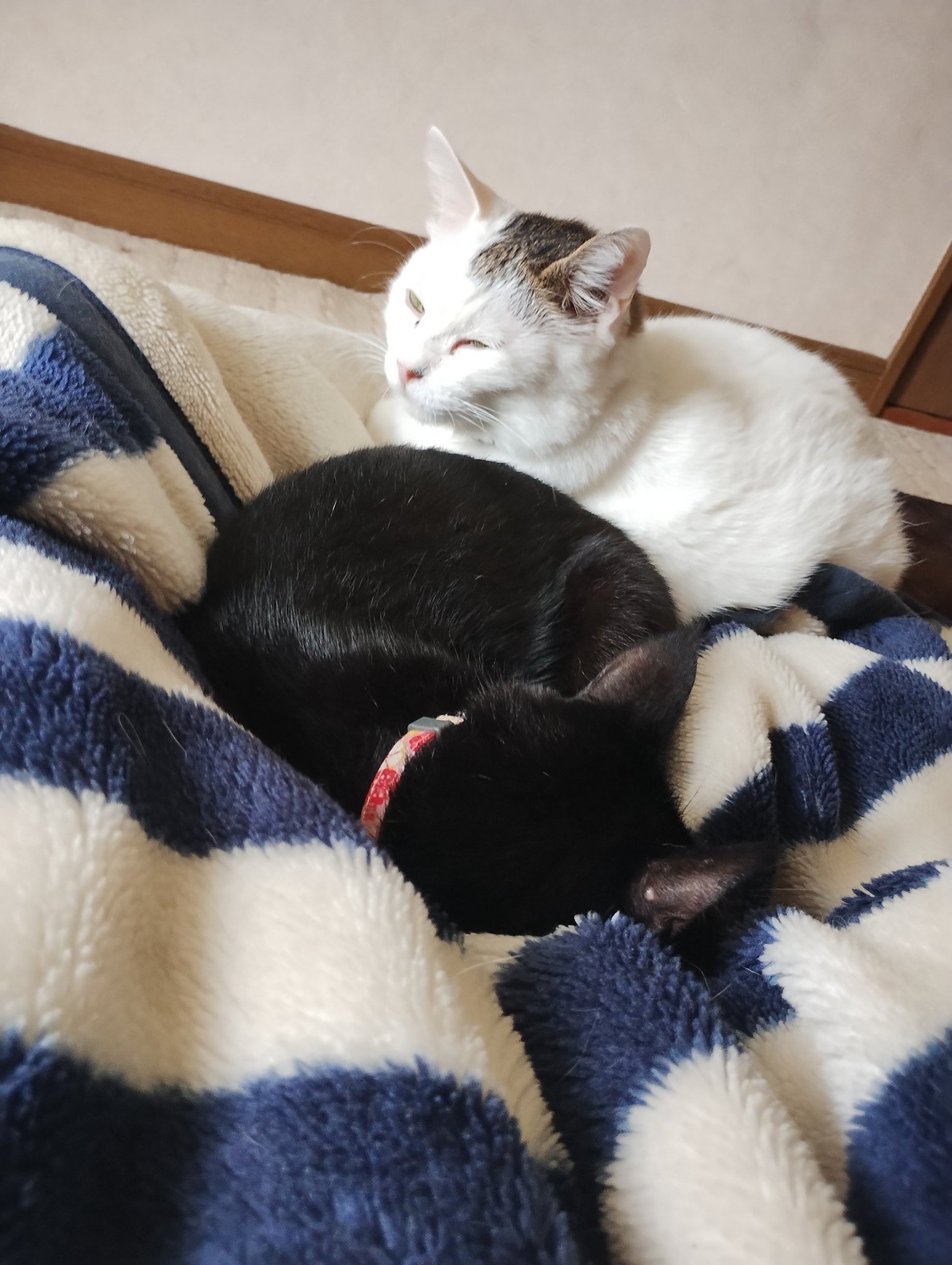 anybuyでお願い致します❢ 🍢シロさんa.k.a.えりん🍢 スクショ転載禁止🤣🤣🤣 (@x90suzuki) / X