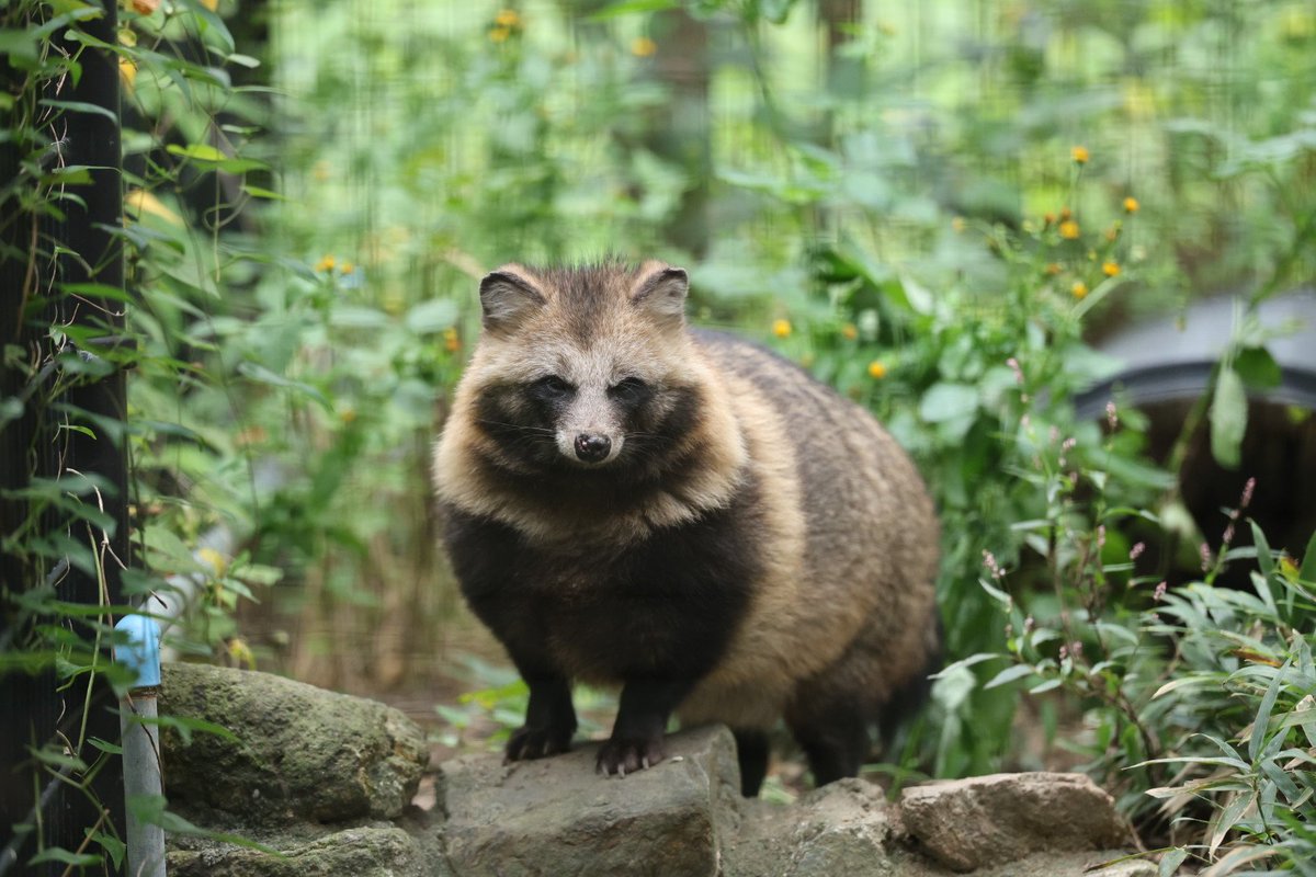 モフモフになってきたのです #ホンドタヌキ #のんほいパーク