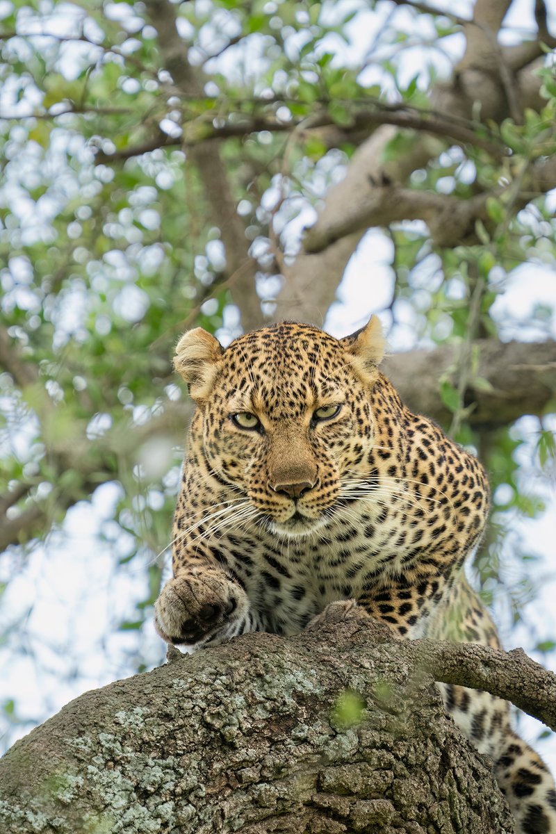 Legacy of Luluka!
Daughter of a queen, rising in her own light. An unforgettable eye-to-eye moment with Jilime. She has grown bigger than her mother, Luluka, and it’s a joy to see her strong, healthy, and thriving.
#JilimeTheLeopard #LulukaLegacy #SavannahQueen