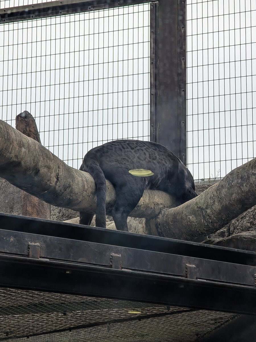 小梅ページ 小梅