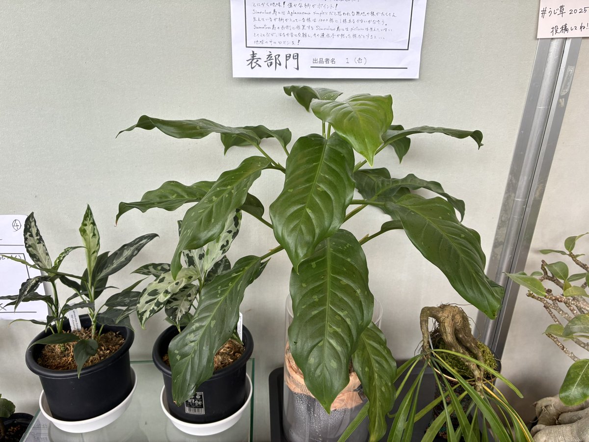 超希少❗️アグラオネマゴールデンドラゴン新葉展開中✨️ KENZO (@fw_kenzo) / X