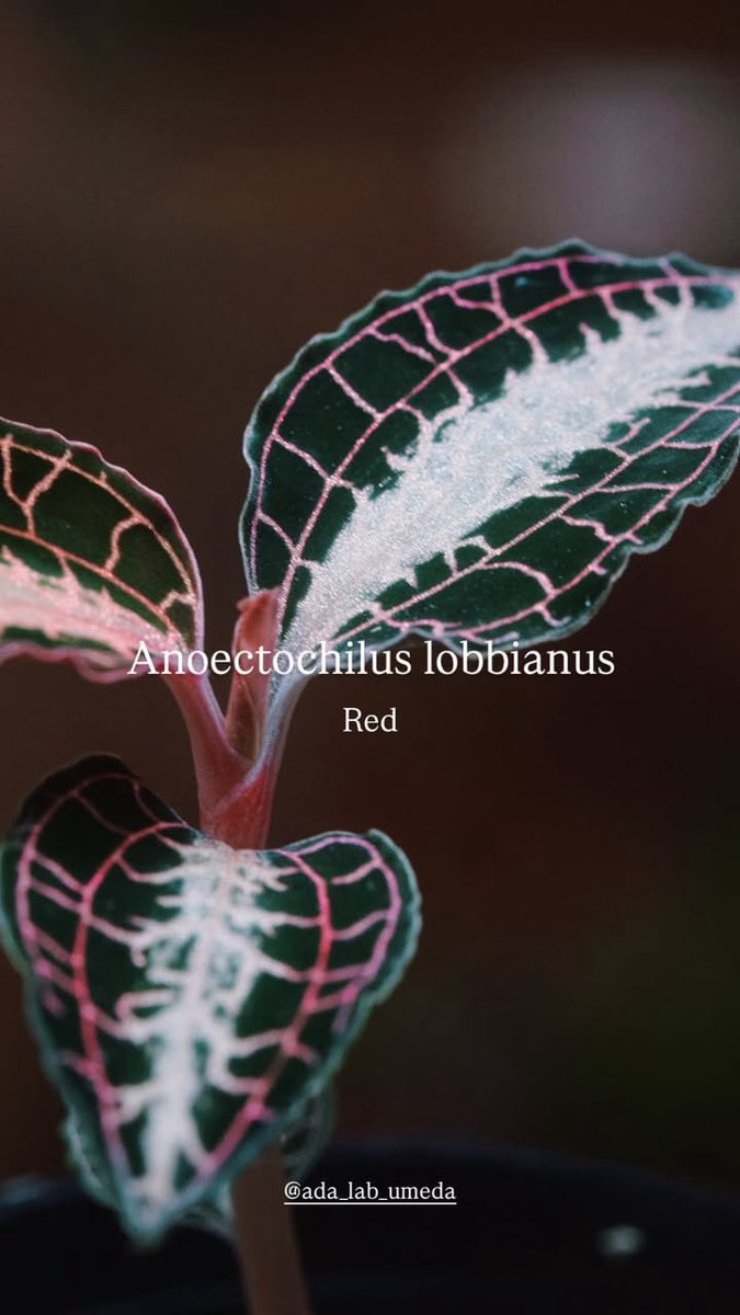 ada_lab_umeda's tweet image. - Restock -

1.Anoectochilus lobbianus Red
2. Begonia &apos;Withlacoochee&apos; variegated
3.Begonia sp. &apos;U400&apos;
4.Coffea arabica variegated

#adalab #adalabumeda #ada