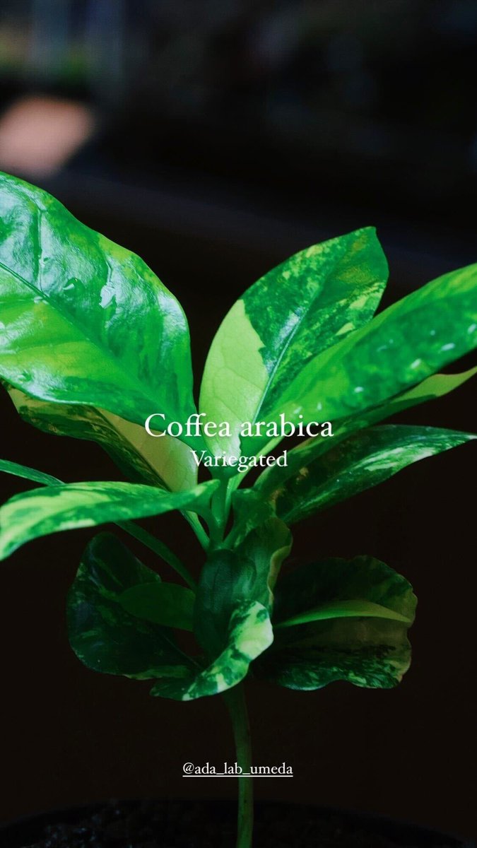 ada_lab_umeda's tweet image. - Restock -

1.Anoectochilus lobbianus Red
2. Begonia &apos;Withlacoochee&apos; variegated
3.Begonia sp. &apos;U400&apos;
4.Coffea arabica variegated

#adalab #adalabumeda #ada