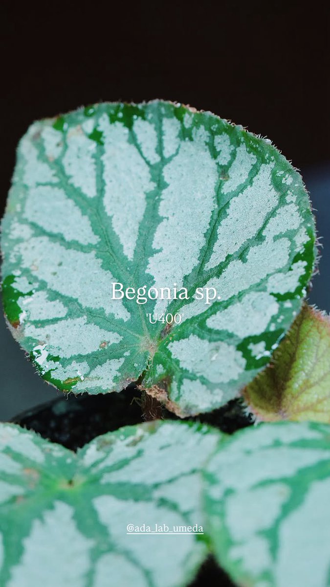 ada_lab_umeda's tweet image. - Restock -

1.Anoectochilus lobbianus Red
2. Begonia &apos;Withlacoochee&apos; variegated
3.Begonia sp. &apos;U400&apos;
4.Coffea arabica variegated

#adalab #adalabumeda #ada