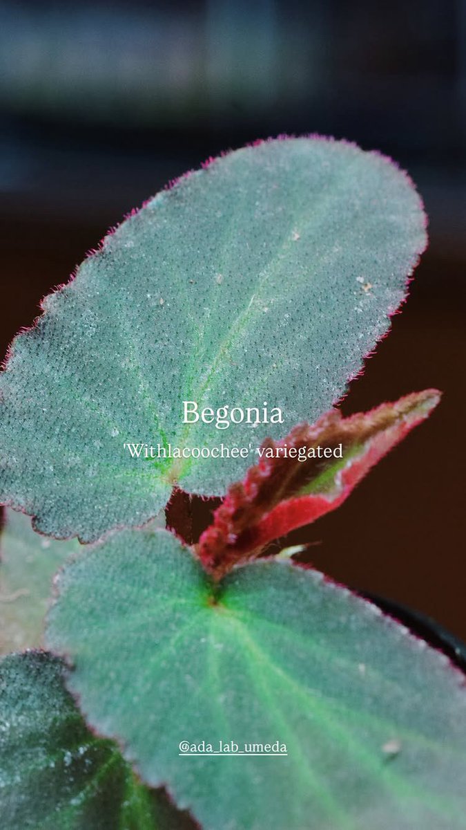 ada_lab_umeda's tweet image. - Restock -

1.Anoectochilus lobbianus Red
2. Begonia &apos;Withlacoochee&apos; variegated
3.Begonia sp. &apos;U400&apos;
4.Coffea arabica variegated

#adalab #adalabumeda #ada