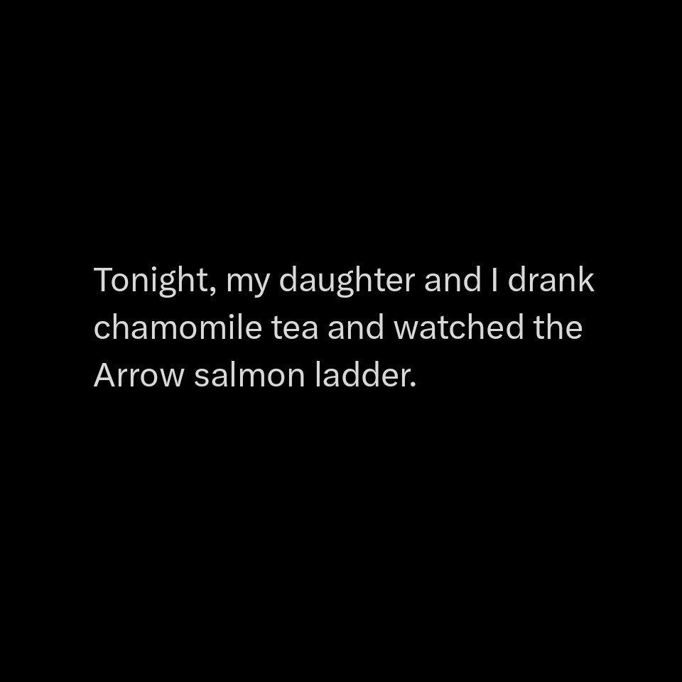 Tonight, my daughter and I drank chamomile tea and watched the Arrow salmon ladder.