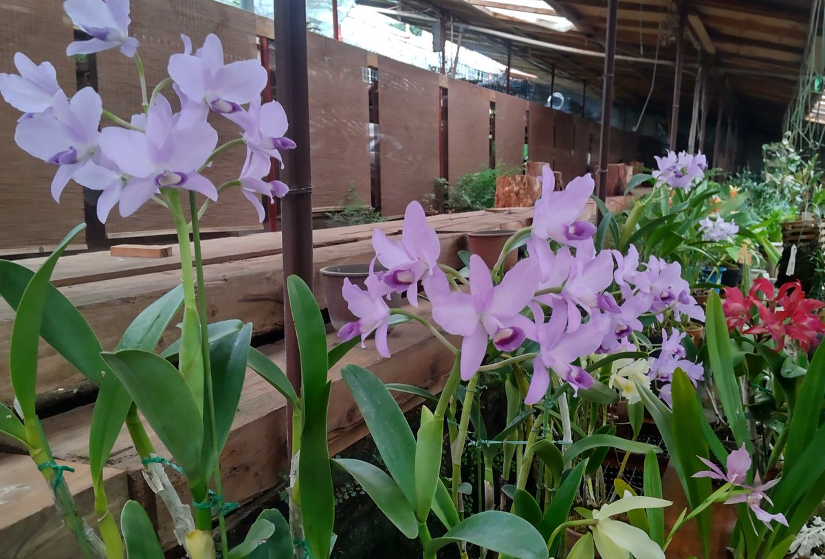 chibaranen's tweet photo. 秋です。
カトレア ボーリンギアナ セルレアが開花中です。
秋咲き 双葉性 多花性

最近は[グリアンセ属]に分類が変わりました。
[Guarianthe(Gur.) bowringiana var. cerulea]
(＝C. bowringiana var. cerulea) https://t.co/nMTyOHVcJF