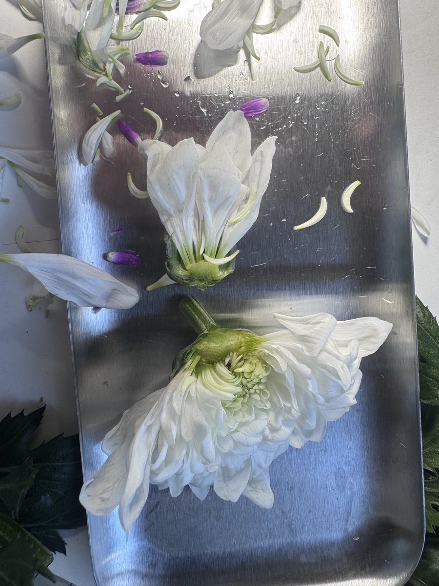 nomemene's tweet image. Behind the scenes: Creating the artwork for @SCRObaby's "By Divide"

Trial and error with clamps, chrysanthemums, and finding the right composition 🎨

試行錯誤したよ

#artistprocess #behindthescenes #albumart #nomemenewip