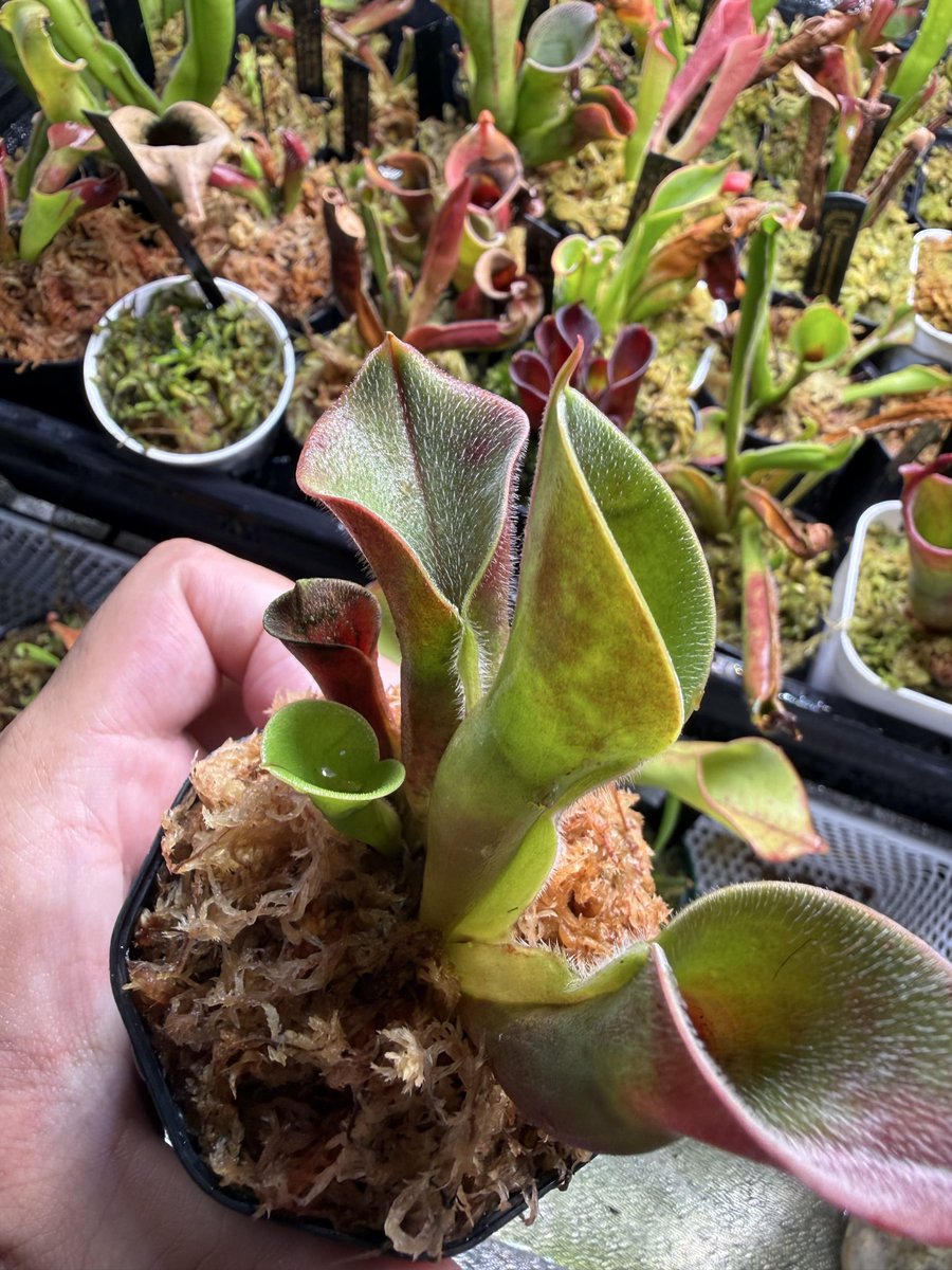 Heliamphora minor var. pilosa (Auyan) - MS-Giant AW
えっぐいヘリアンフォラが届きました(˙꒳˙)