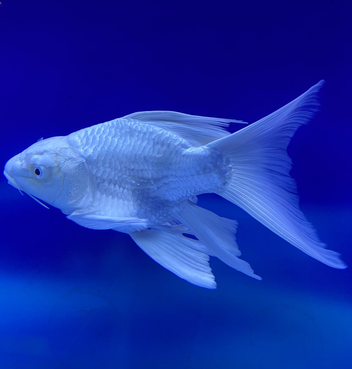 rinku_physics's tweet photo. Just a fish doing its thing in Beijing, China.
#Beijingtrip #China
#Photography https://t.co/m8vTqMyIP2