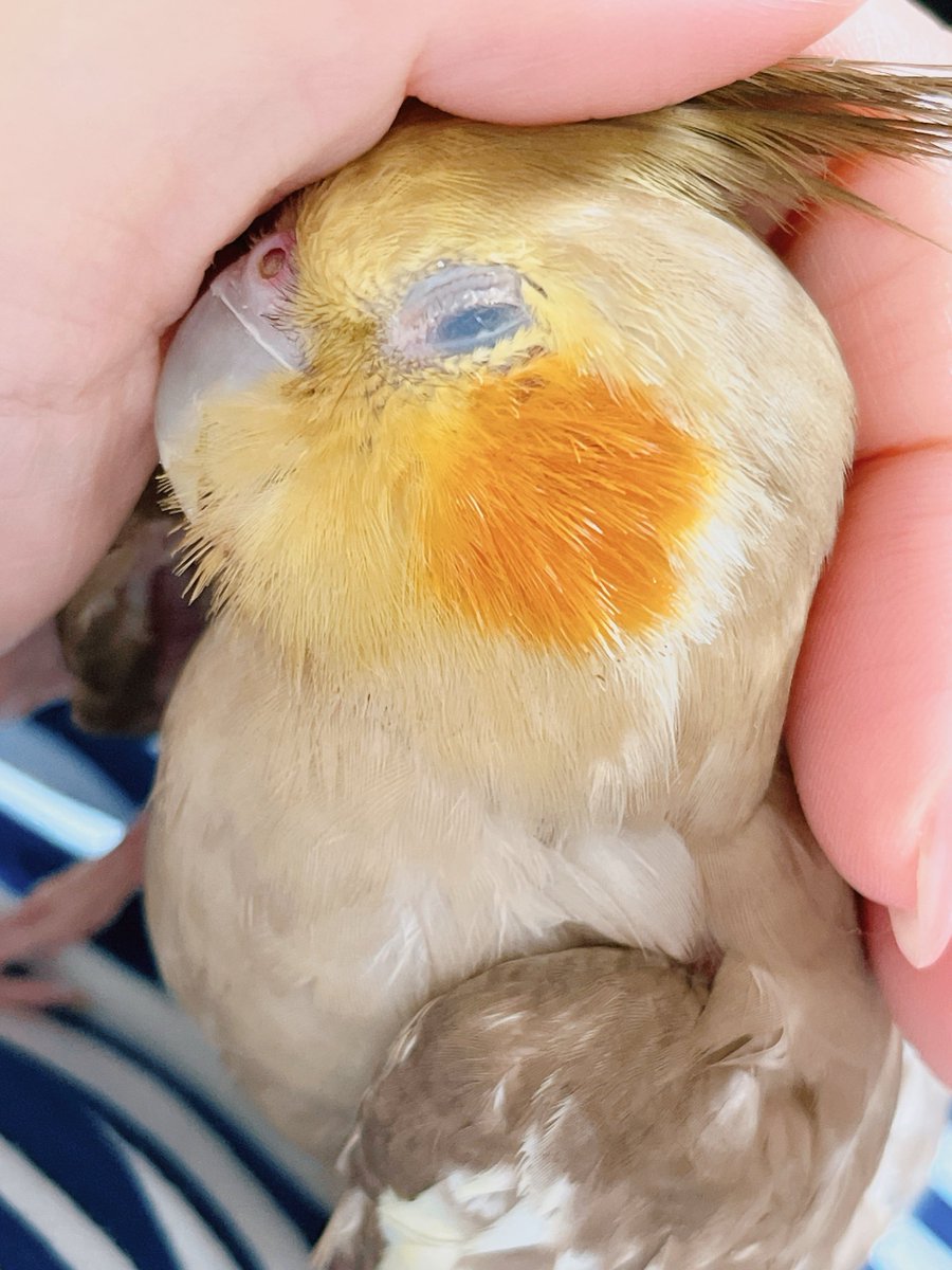 カゴから出たい〜っていうから出してあげたのに人間のお腹の上で握られながら寝るオカメ。