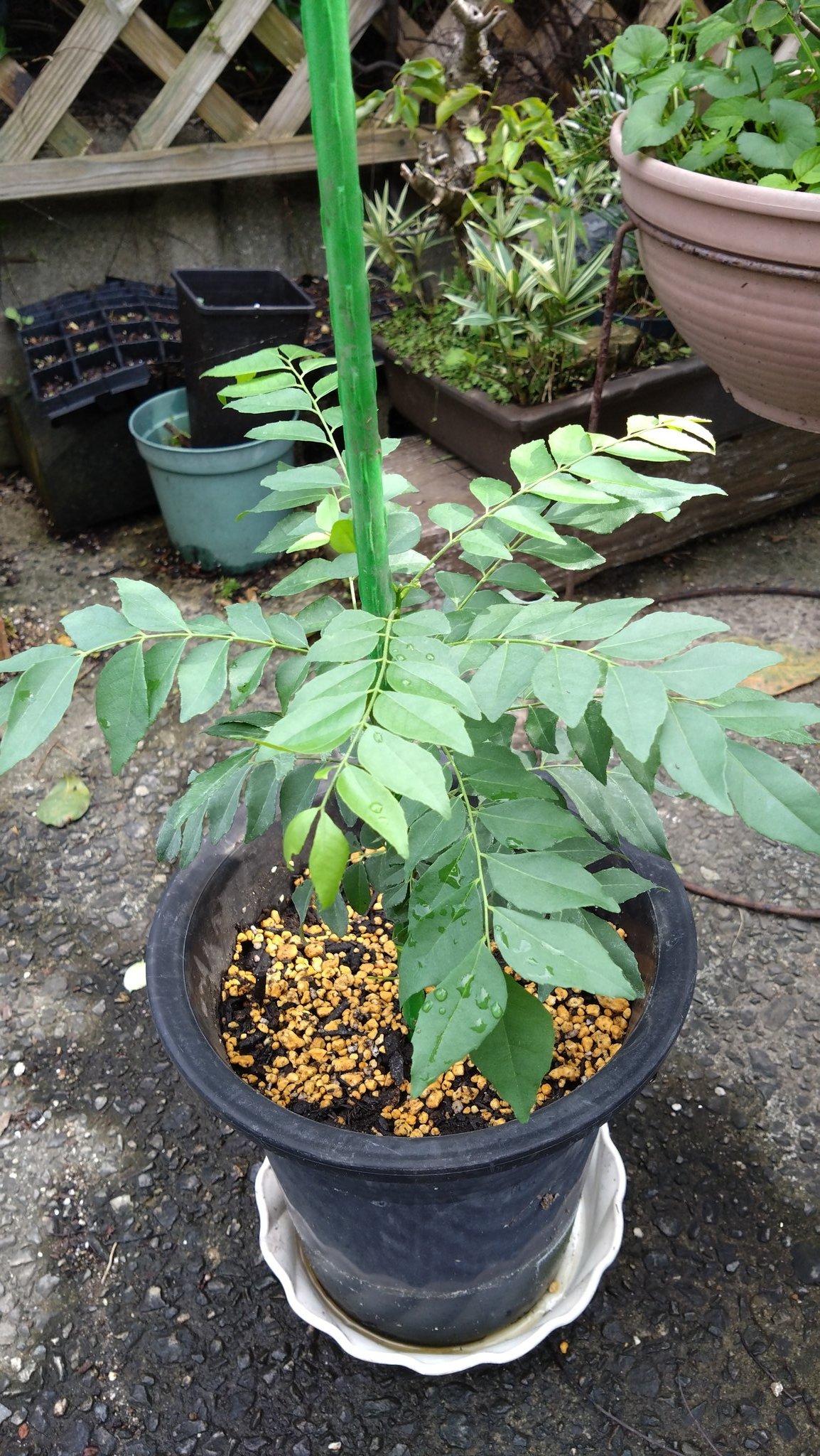 カレーリーフの大株　10年超え カレーリーフの大株 10年超え カレーリーフの大株 10年超え -