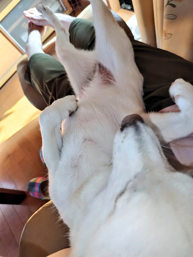 腹見せが超絶キライな白柴のヘソ天…🐾
#柴犬　#白柴　#ヘソ天
#静かに抵抗　#足ピーン