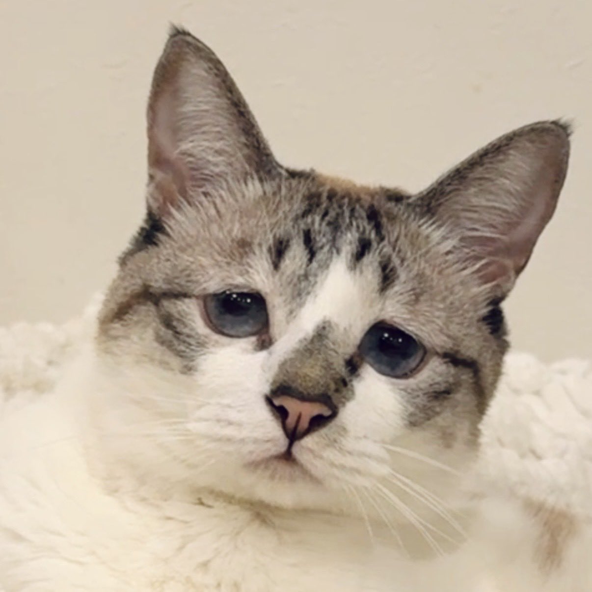 黒猫みんと ふとっちぃZooにゃんこ 黒猫 | リードのおみせ Catail