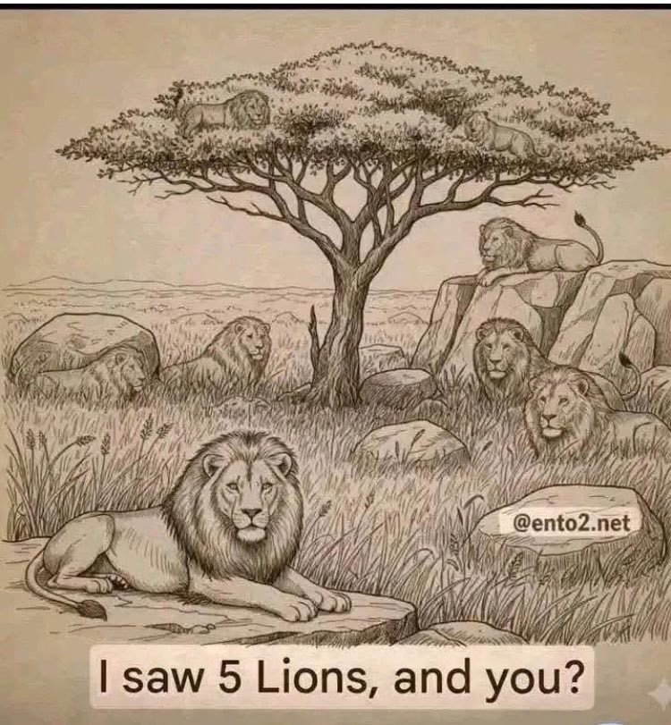 How many lions can you see? 👇👇