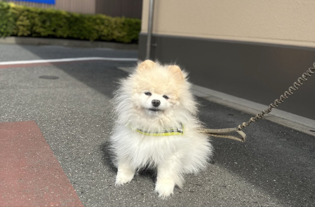 ポメラニアンのトーマ (@toma1118suu) / Posts / X