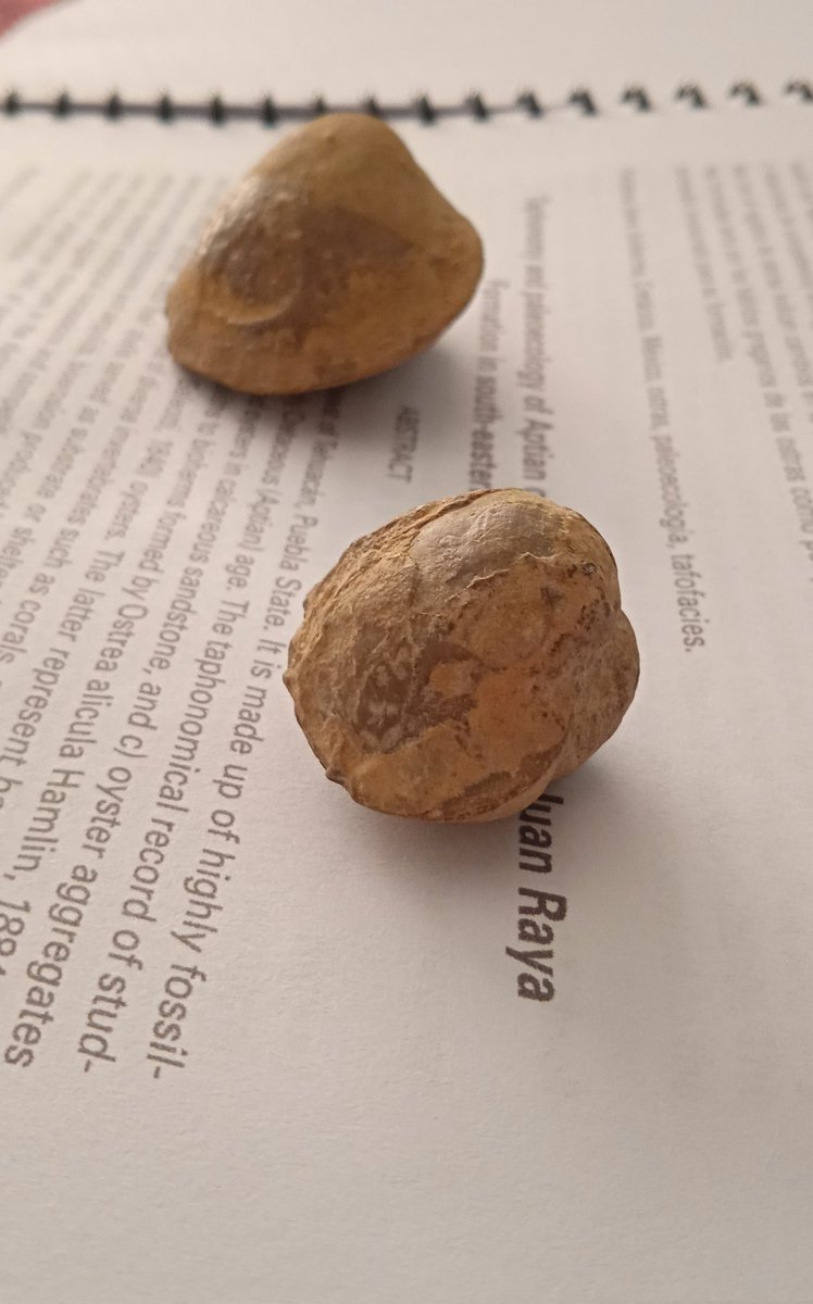 SmartExplorer9's tweet image. Para este #FossilFriday les muestro este par de bivalvos de mi colección/ I show you this pair of bivalves of my collection