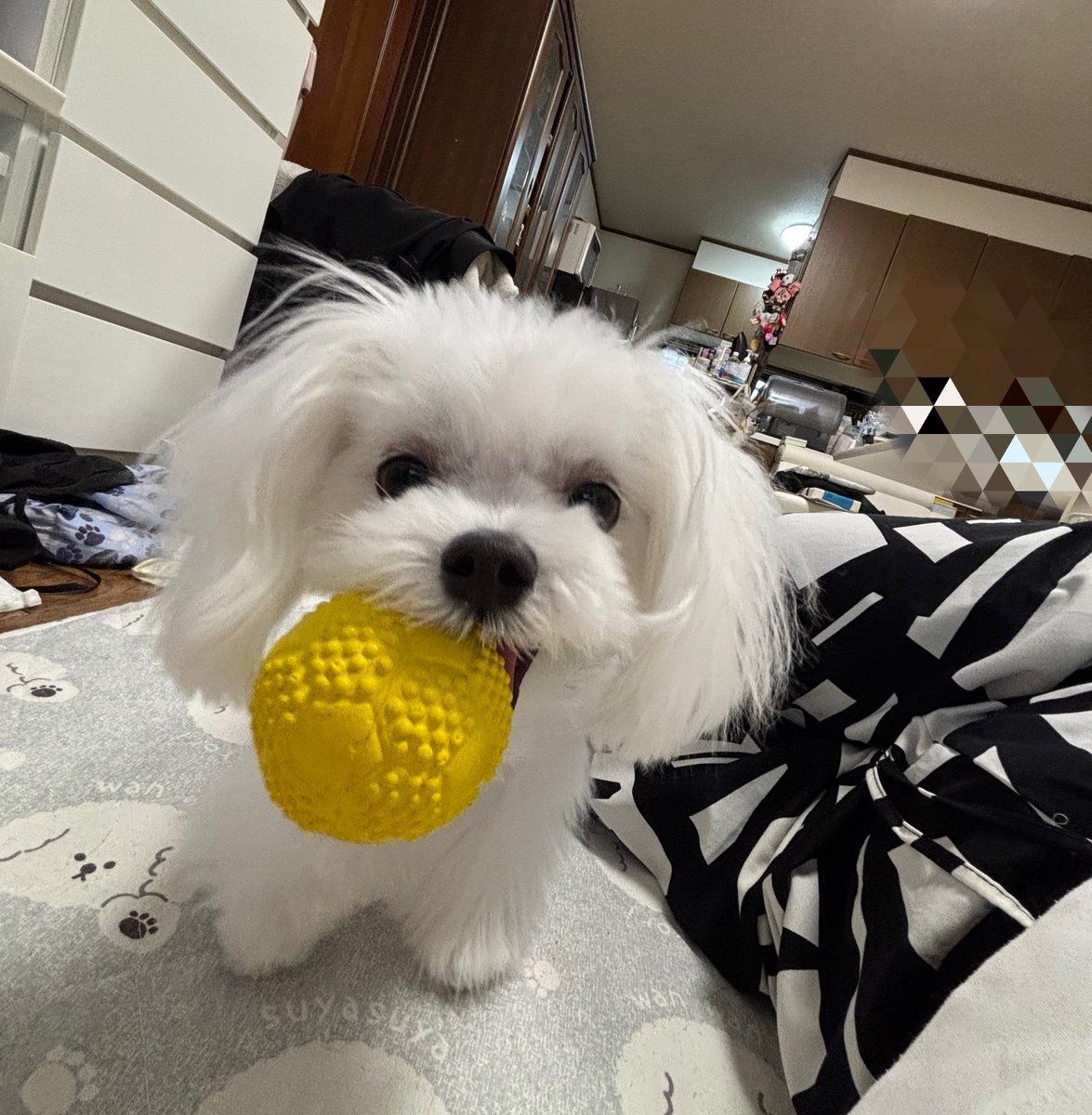 みるくの最近のブーム
このボールをエンドレスで持ってきては、
私の顔の上に落とす😫
意外と重いので
地味に痛い。