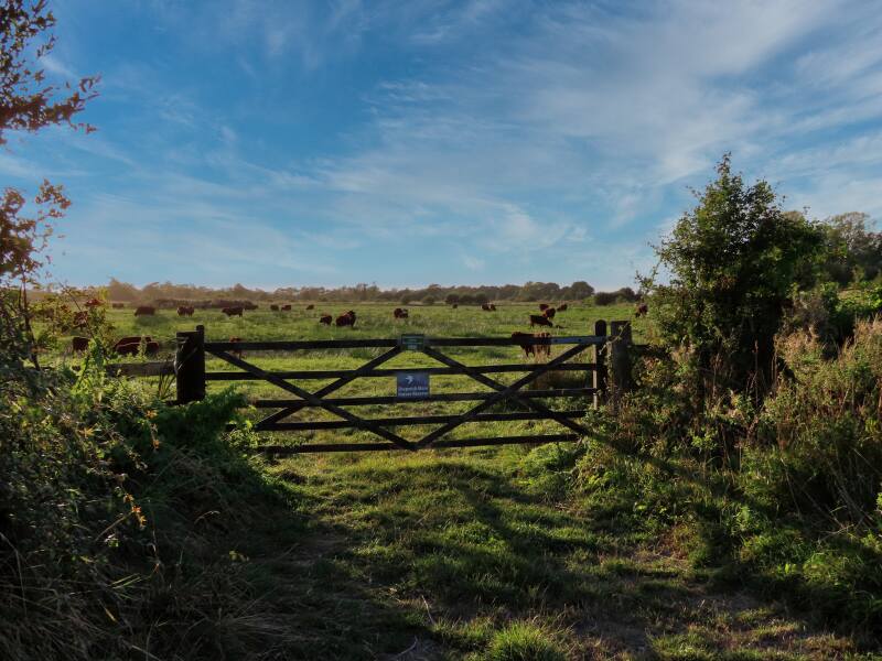 Join us for the Well Woman Walk at Shapwick Moor on Oct 27th, 10 am! Enjoy tea, cake, and nature! Book your spot here: ow.ly/aH3O50WYzqa #ShapwickMoor #Badgers #Bats #WomenInNature #MindfulMoments #WildlifeWatch