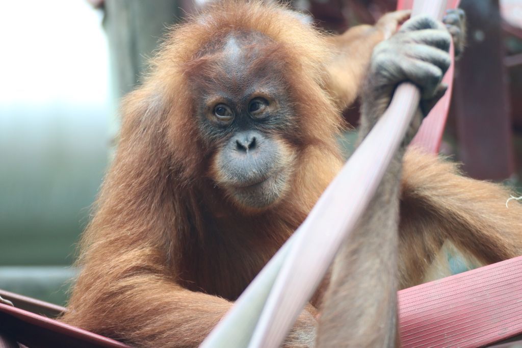 Great one of Rieke from Maria &amp; Dominique. Rieke is a Sumatran orangutan, who joined the nursery in 2015 from Berlin Zoo, after her mother was unable to care for her. Growing up, she has been very close to Bulu Mata, who was also orphaned around the same time.