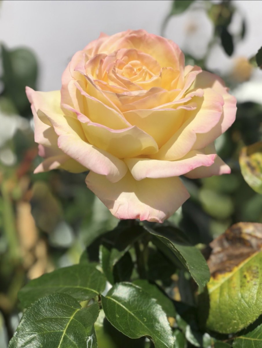 Huzurlu mutlu sağlıklı bir hafta sonu olması temennisiyle hayırlı sabahlar 🇹🇷sevdalıları