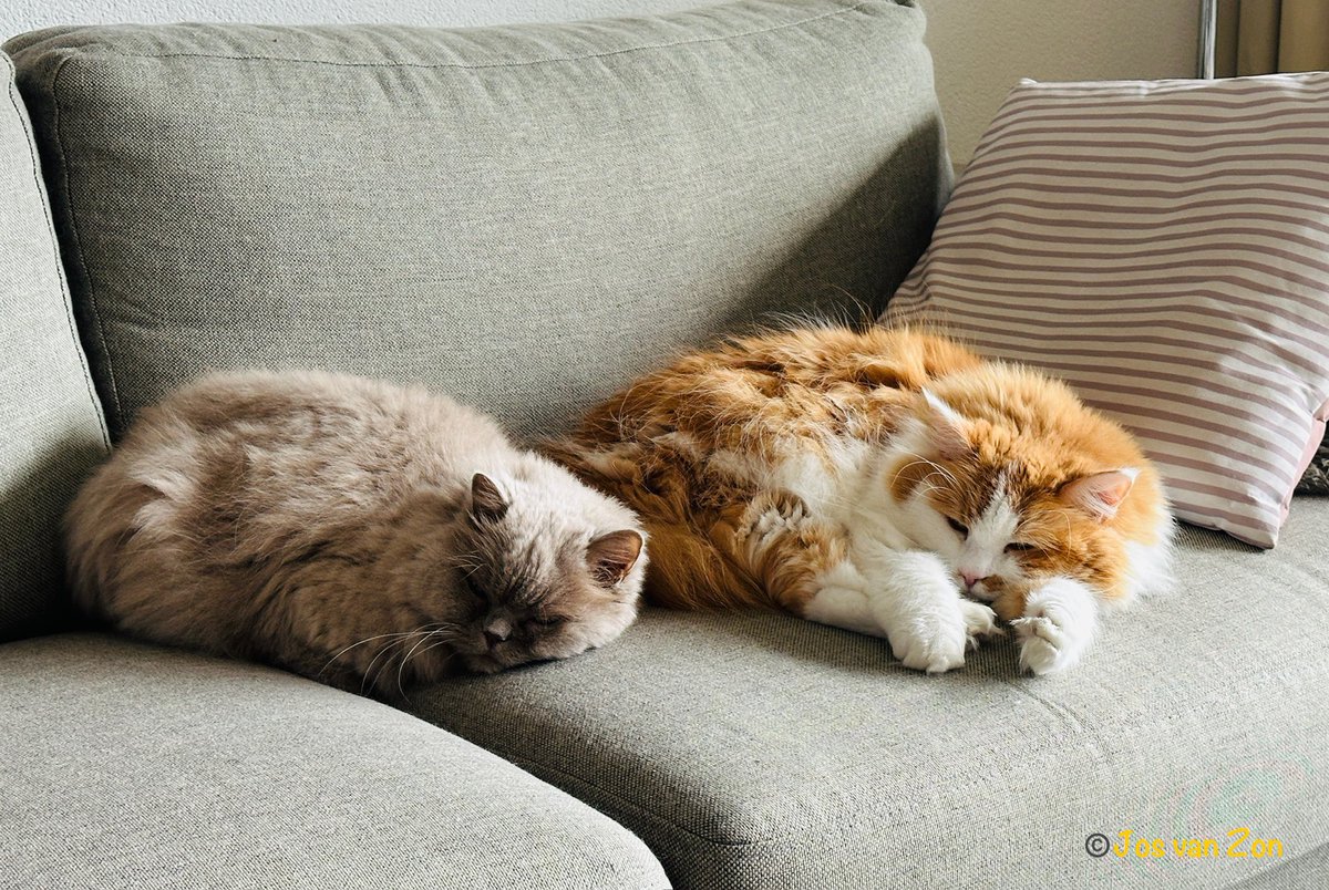 JosVanZon's tweet image. Goedemorgen, wij liggen te wachten tot wij wat te eten krijgen. Ons personeel gaat straks bij een oud collega een bakkie doen, en daarna even naar de markt.
Heb een mooie zaterdag allemaal, knuffels van ons 😻☕️🍀🙋‍♂️ 
#LoveCats #Katten #Chillen #Cat