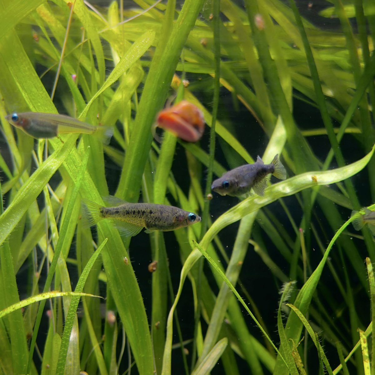 オリジアス ランダンギエンシス
Oryzias landangiensis

東山動植物園 世界のメダカ館