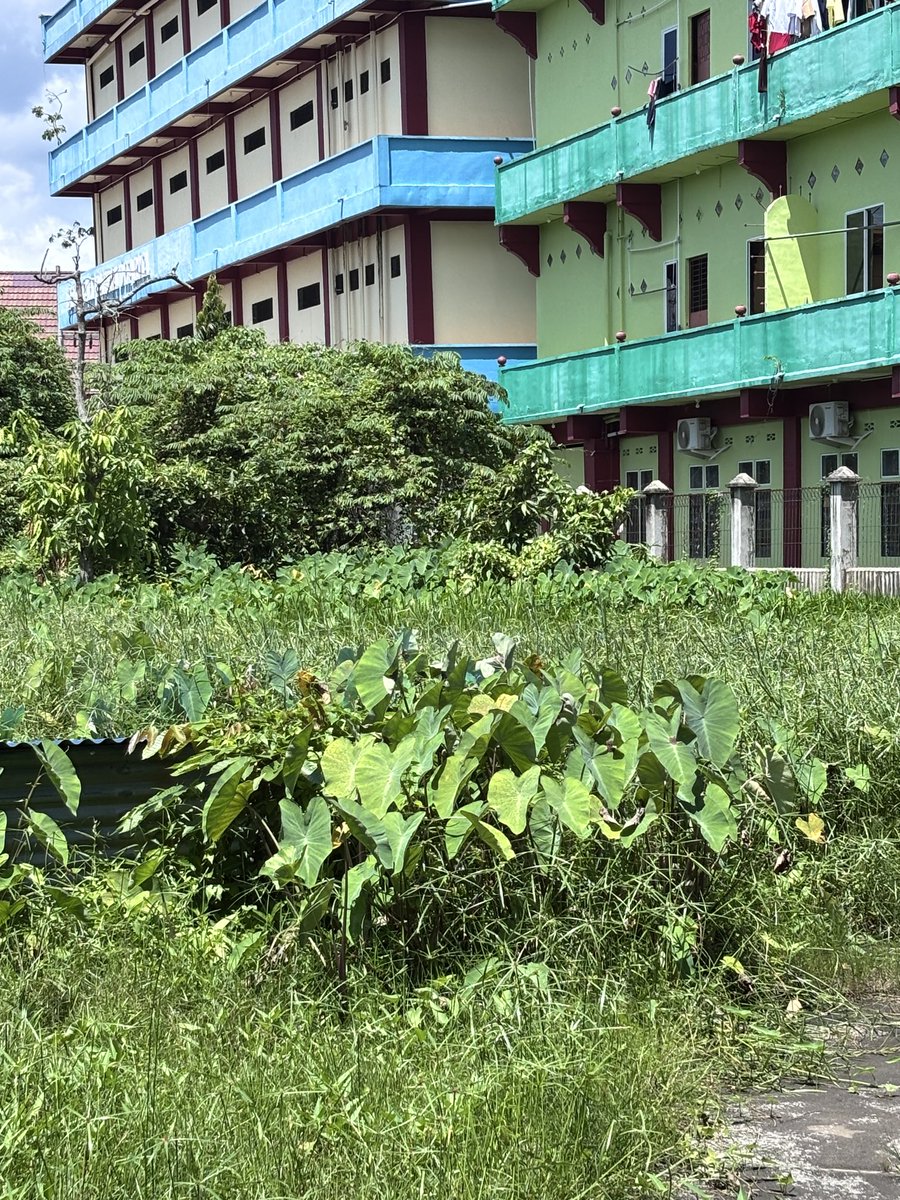 dulu pas kecil sering bgt ke belakang rumah tangkap jangkrik/belalang🤣, skrg udh jrg kesini…