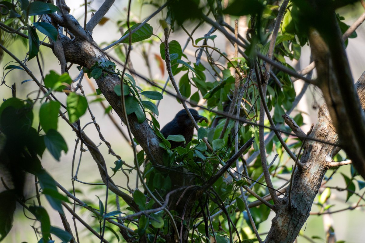 良い色してんね