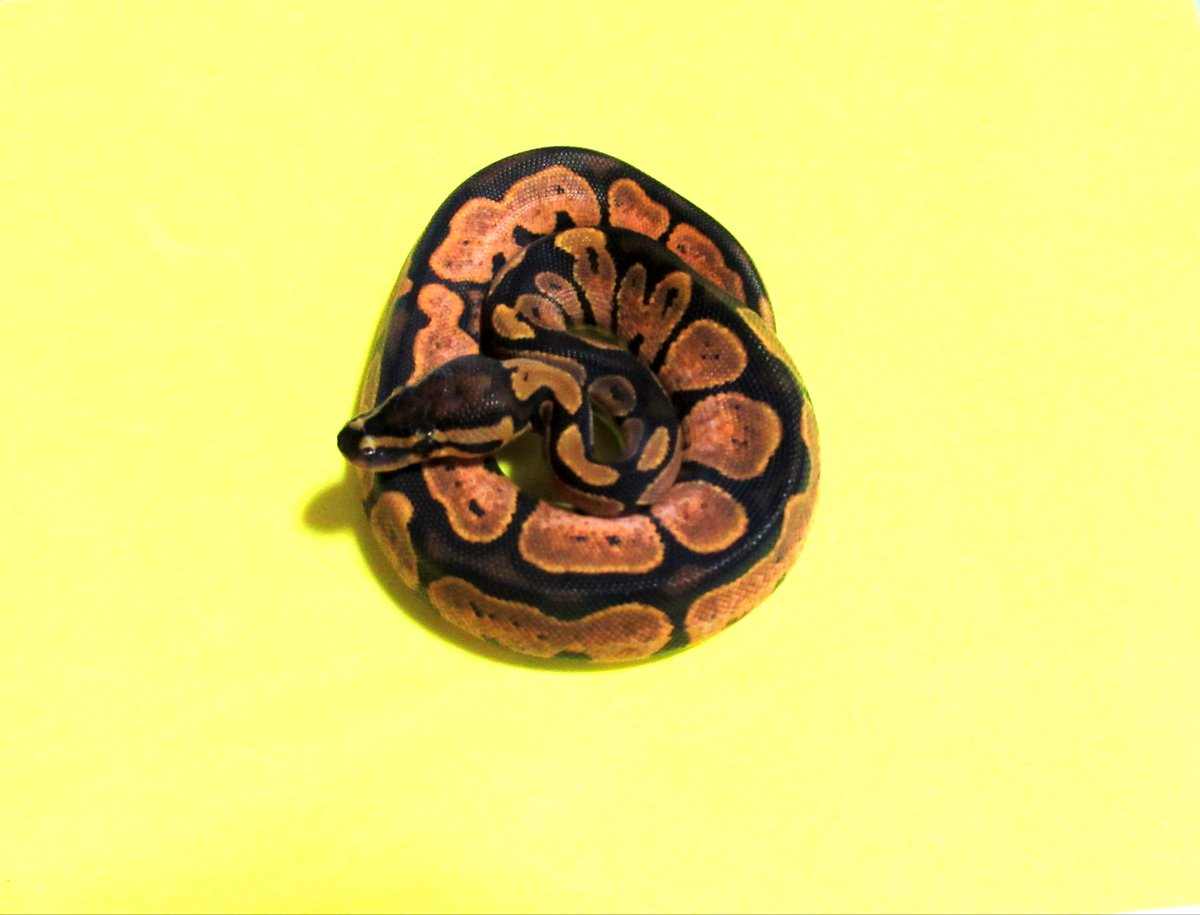UmbrellaPython's tweet image.