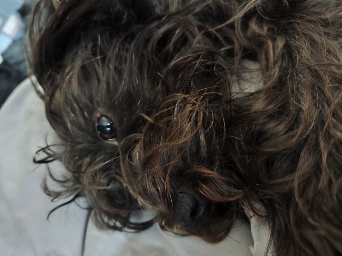 Eigentlich bin ich (Fibi) eine ganz Wilde!
Spielen, flitzen, auf Motte herumkauen und noch mehr spielen.

Außer Morgens.

Da will ich nur und ausschließlich KUUUUSCHELN!