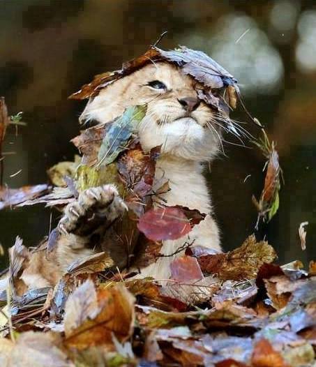 Autumn...
