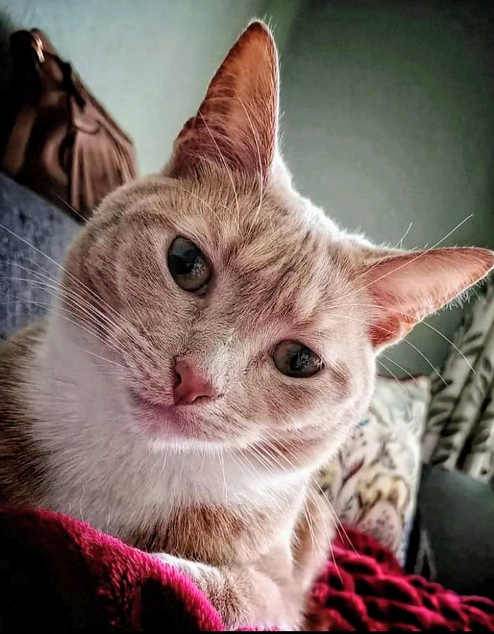 MogRagga's tweet photo. Helgi's popping by to wish you all a peaceful day. πΊ
#Caturday #Cats #SundayFringe https://t.co/qQKG8C2ExF