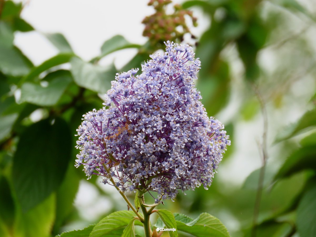 Goedemorgen. Hier is het voorlopig nog grijs. Iedereen een fijne zaterdag 🙋‍♀️☕️🌸